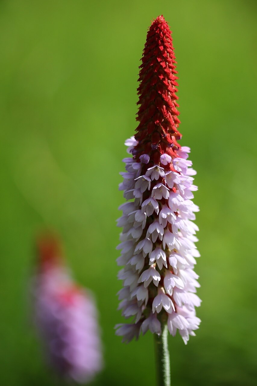 Primula vialii Flower Very Close Up Primula vialii Flower Very Close Up