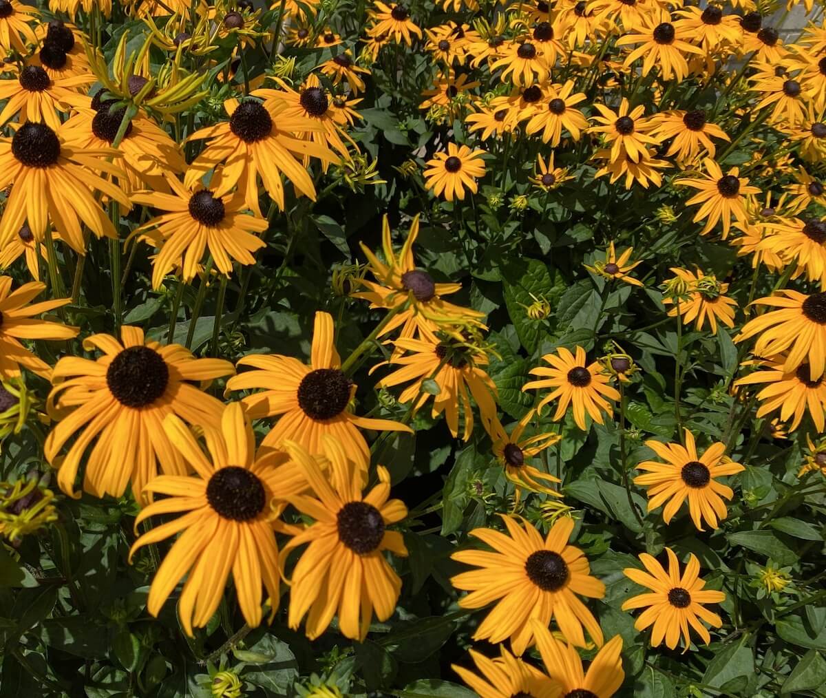 Rudbeckia fulgida Goldsturm Flowering Close Up Rudbeckia fulgida Goldsturm