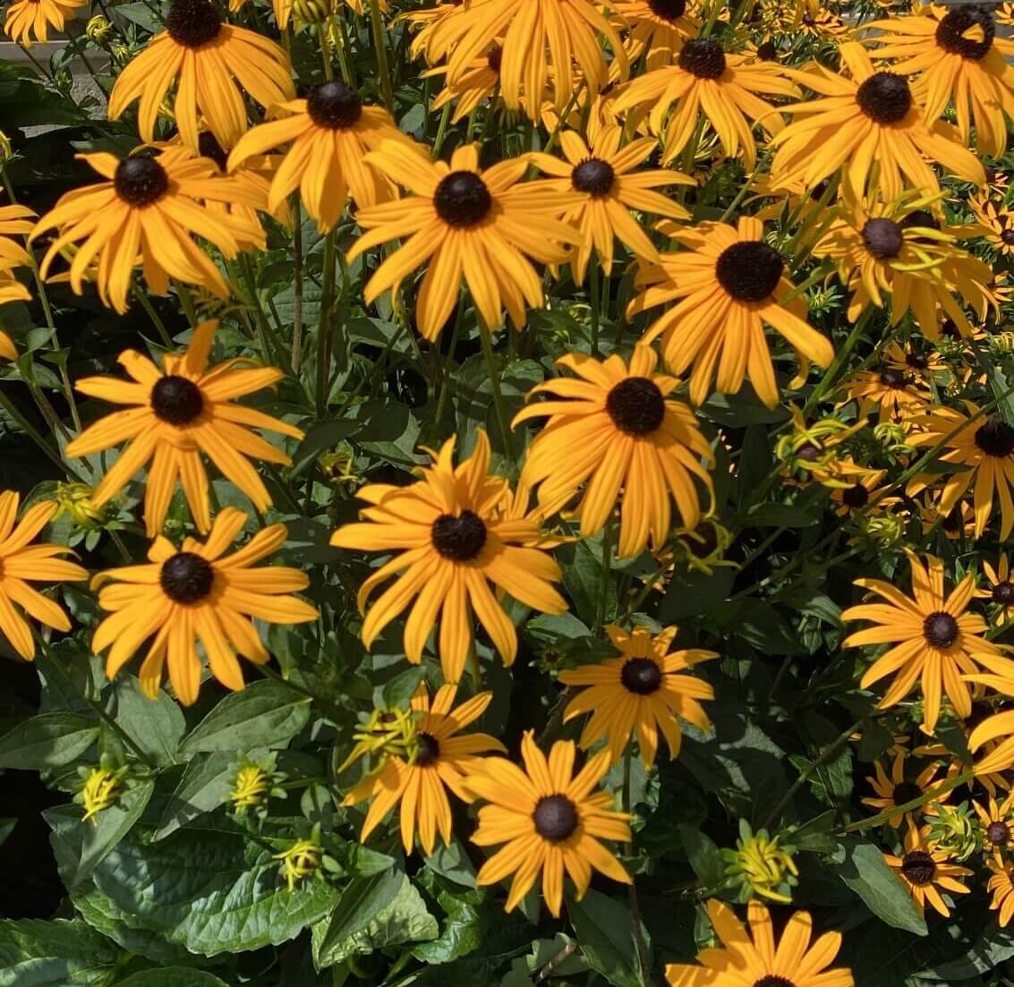Rudbeckia fulgida Goldsturm Flowering Cropped Rudbeckia fulgida Goldsturm