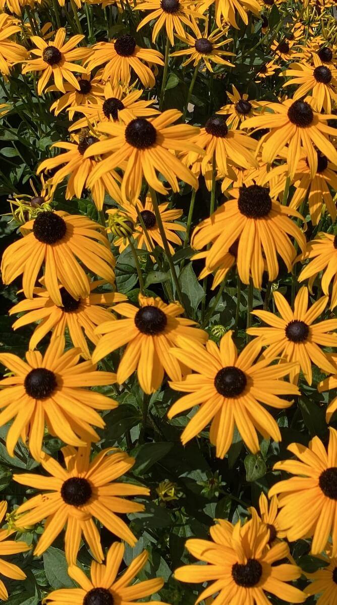 Rudbeckia fulgida Goldsturm