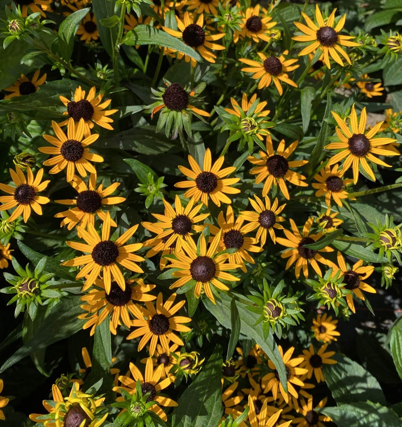 Rudbeckia fulgida Little Goldstar