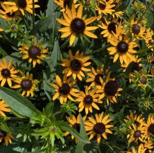 Rudbeckia fulgida Little Goldstar
