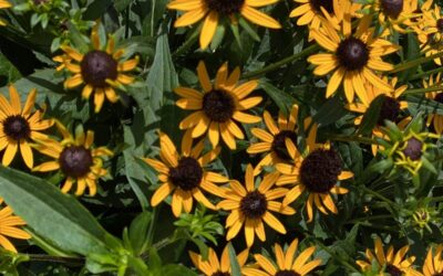Rudbeckia fulgida Little Goldstar