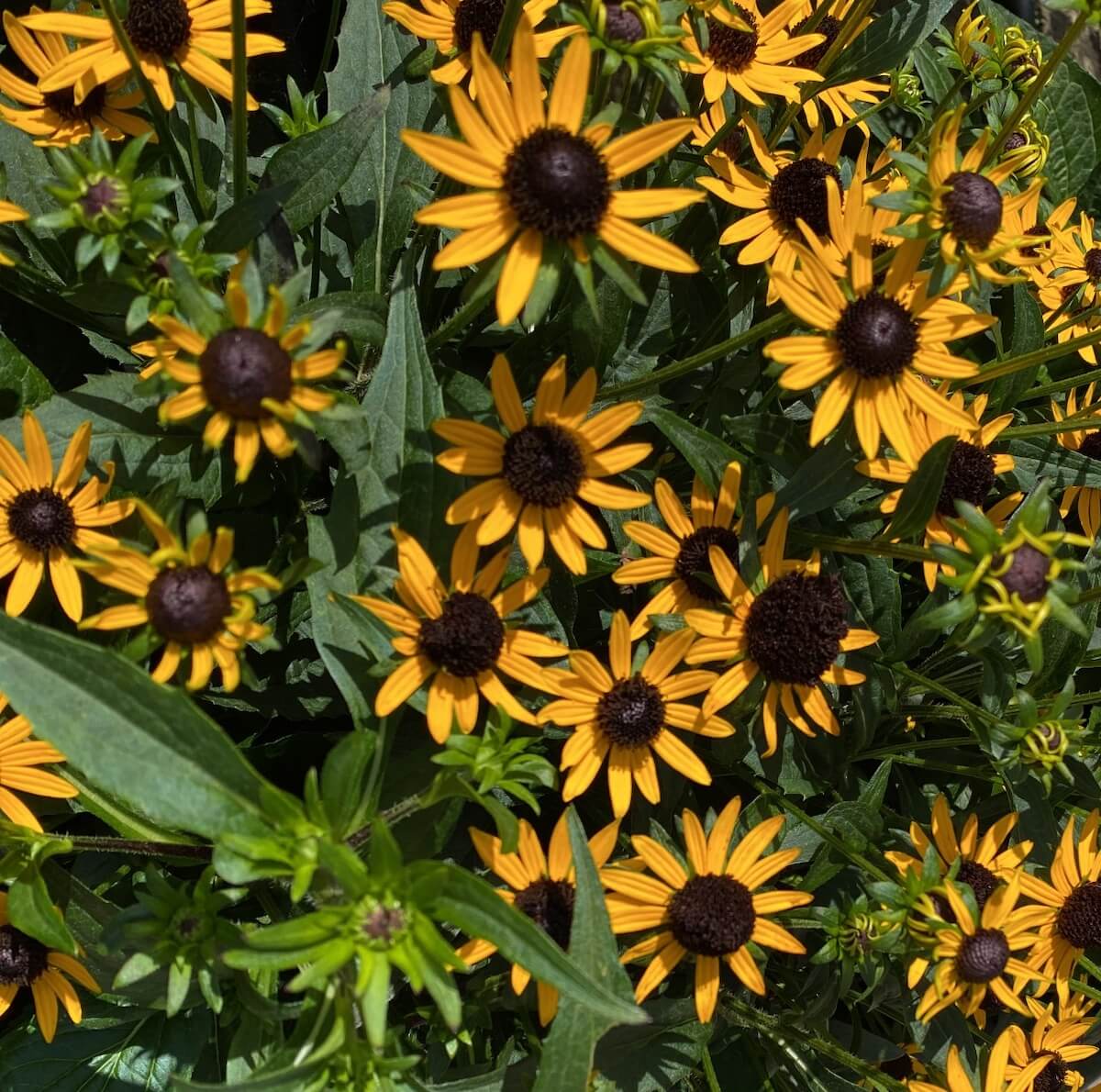 Rudbeckia fulgida Little Goldstar Flowers Close Up Rudbeckia fulgida Little Goldstar Flowers
