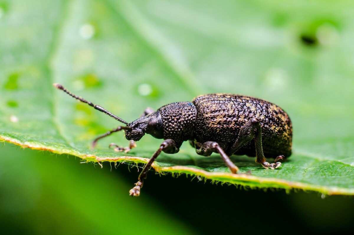 Vine Weevil Adult Beetle Vine Weevil Adult Beetle Vine Weevils