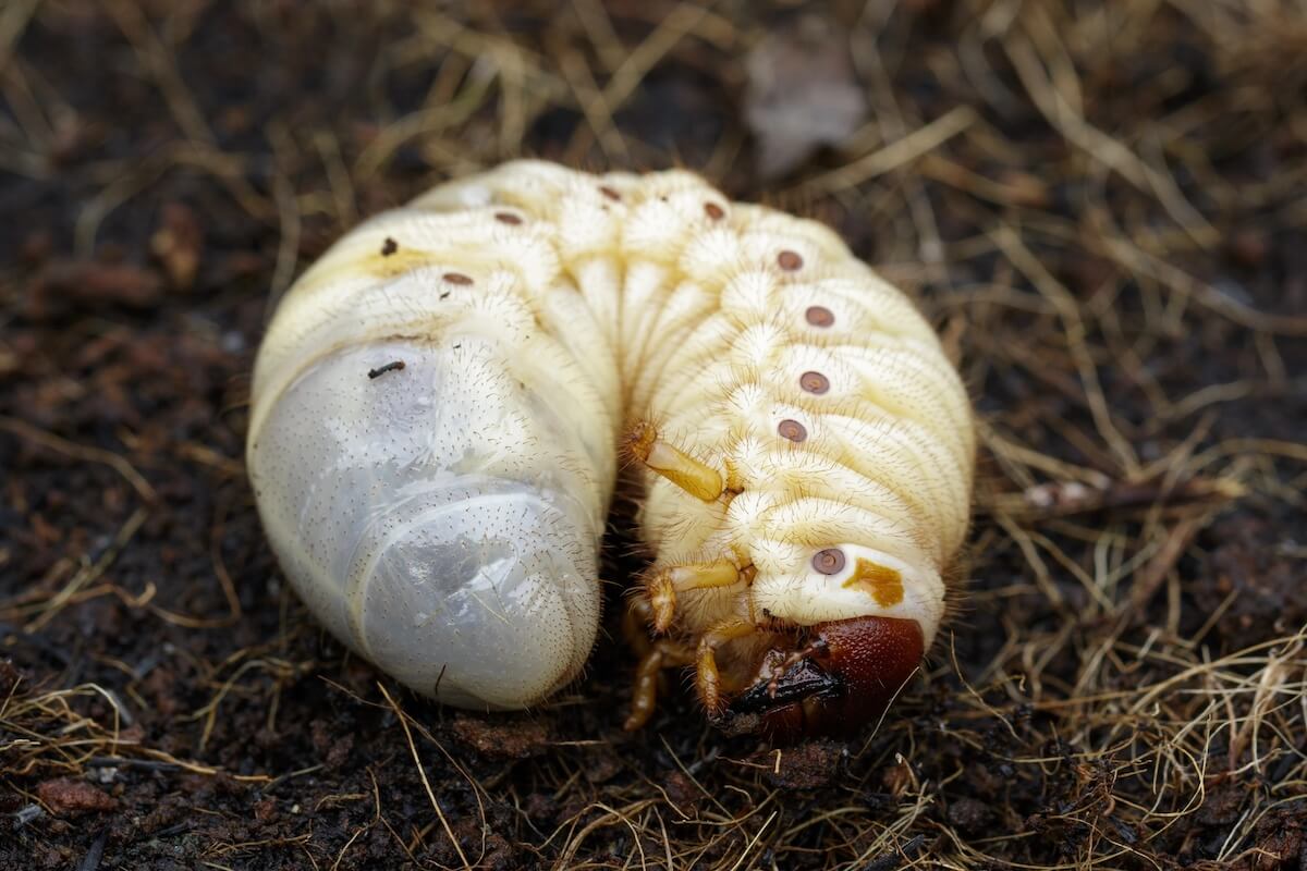 Vine Weevil Larvae Vine Weevil Larvae