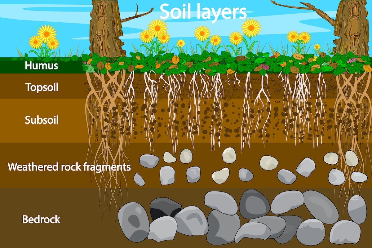 Soil Layers Diagram Mycorrhizal Fungi