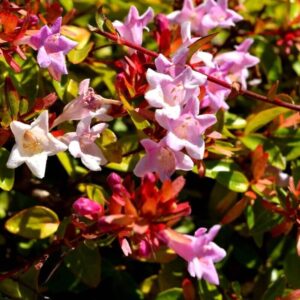Abelia Edward Goucher