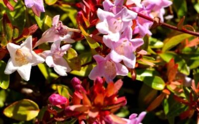 Abelia Edward Goucher