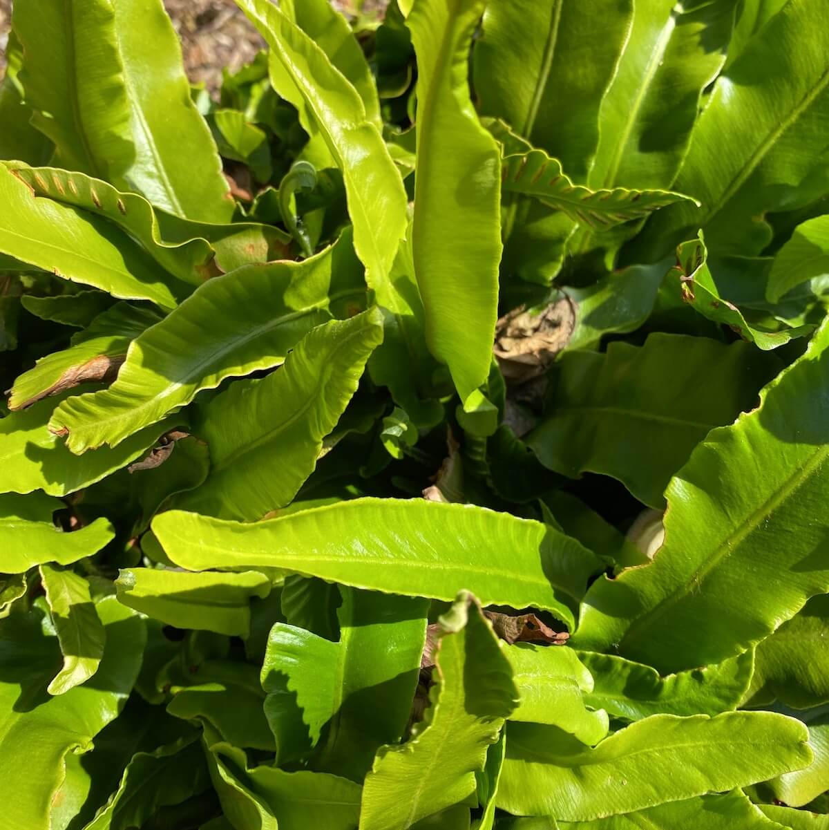 Asplenium scolopendrium - Hart's Tongue Fern Cropped Asplenium scolopendrium - Hart's Tongue Fern