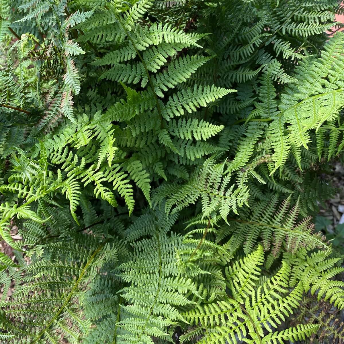 Athyrium filix-femina Close Up Athyrium filix-femina