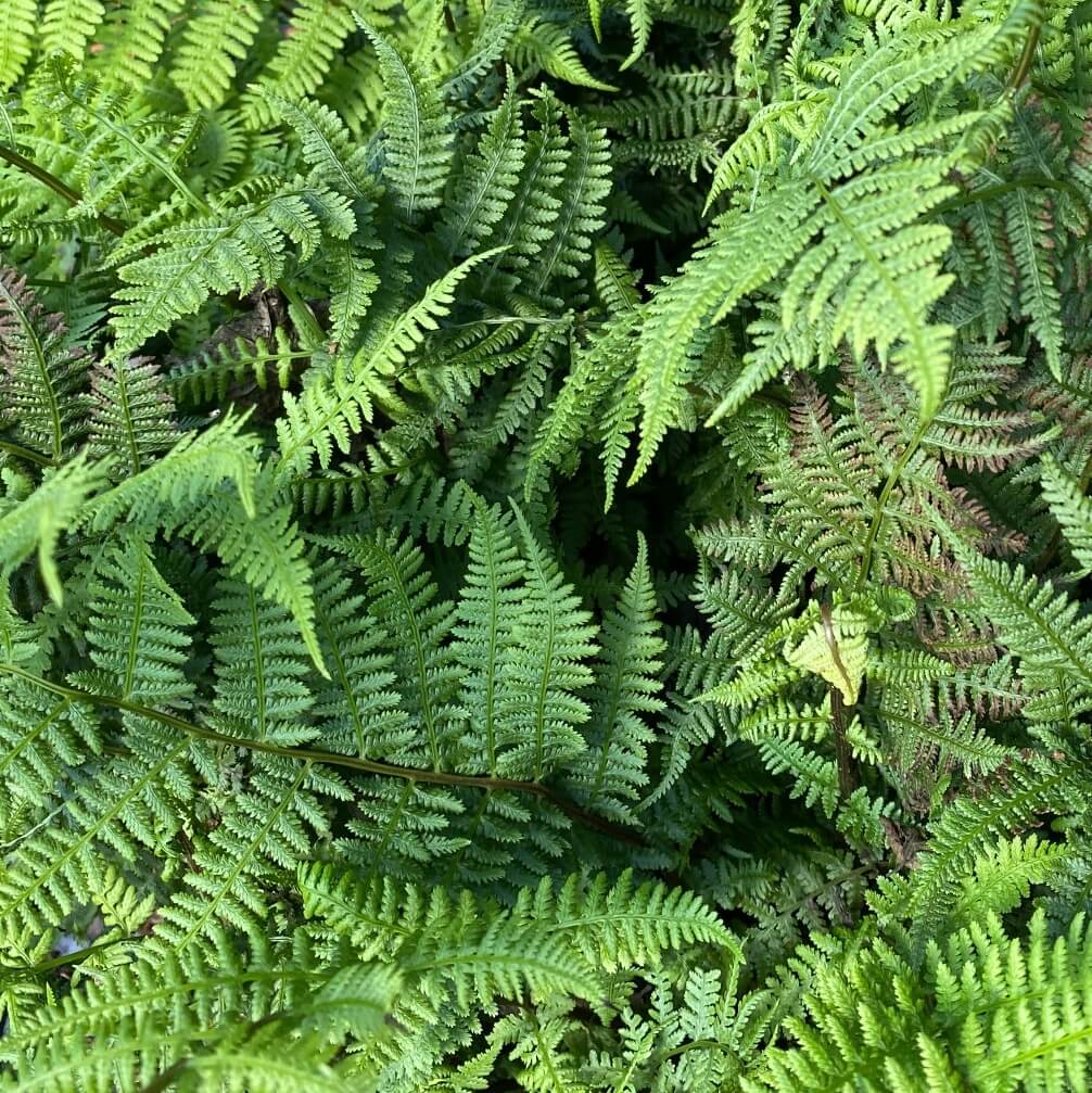 Athyrium filix-femina Cropped Athyrium filix-femina Lady Fern