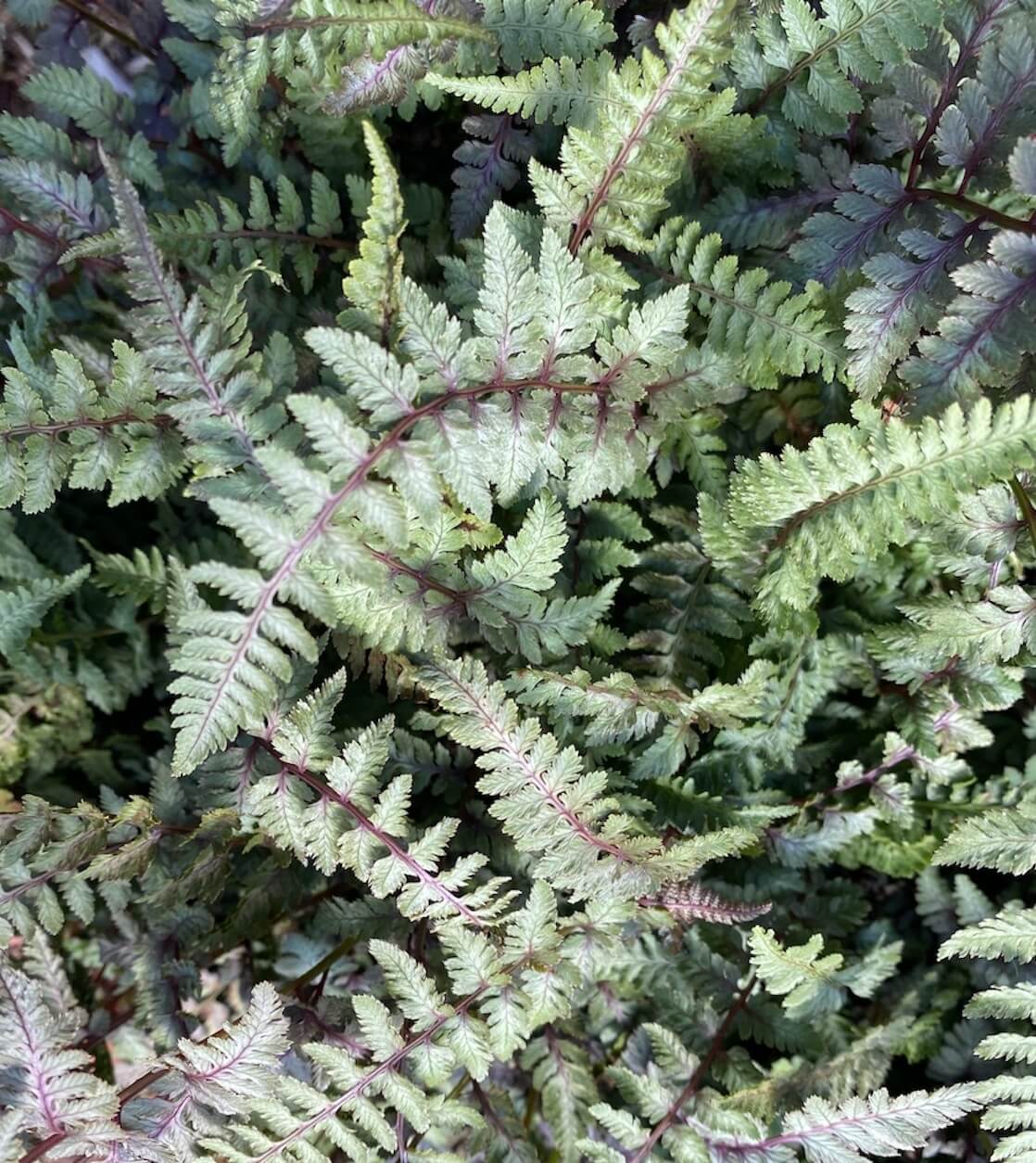 Athyrium niponicum var. pictum Burgundy Lace Athyrium niponicum var. pictum Burgundy Lace