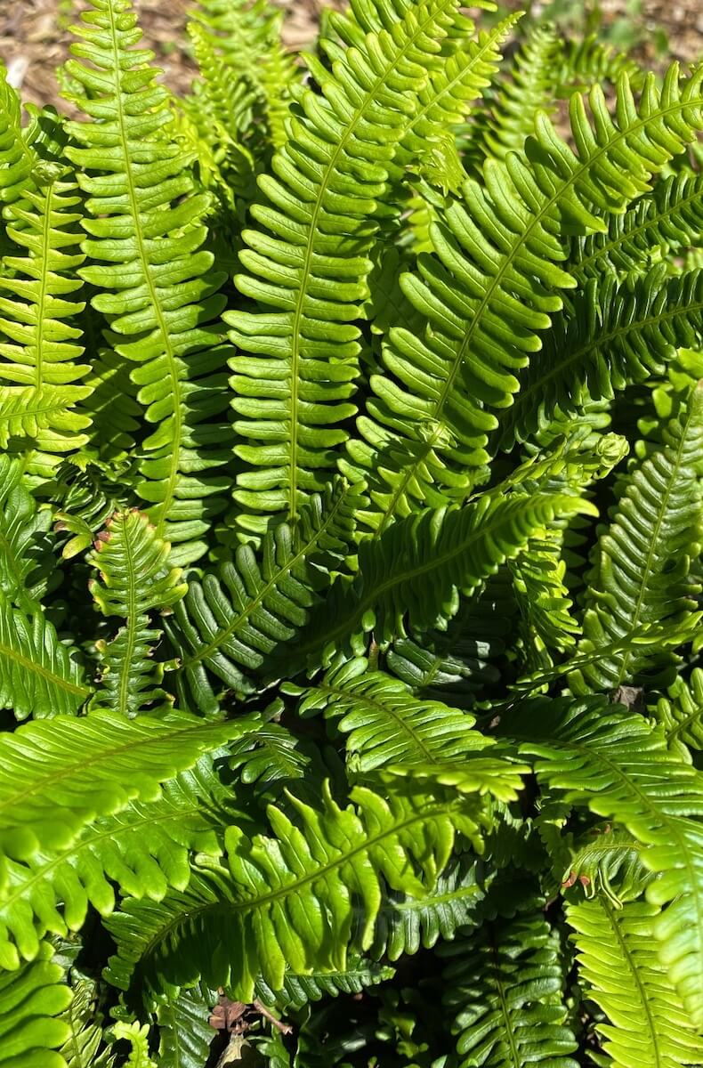 Blechnum spicant - Hard Fern Close Up Blechnum spicant - Hard Fern