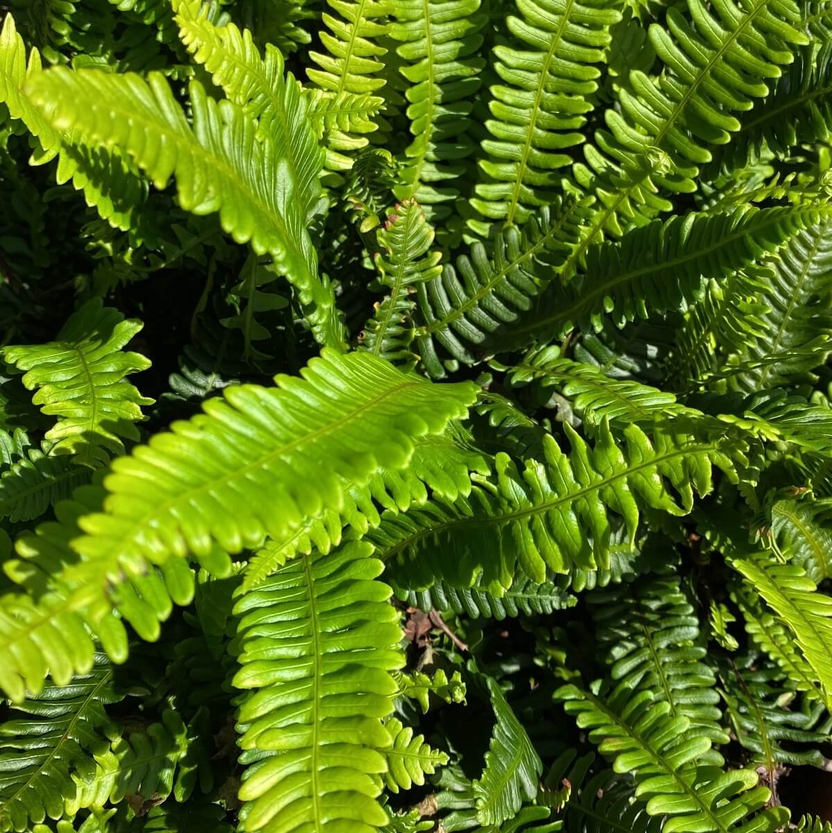 Blechnum spicant - Hard Fern Cropped Blechnum spicant - Hard Fern