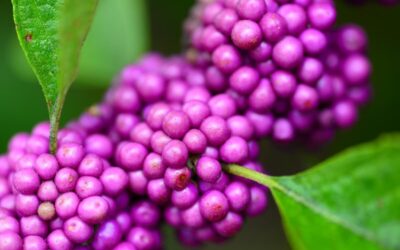 Callicarpa bodinieri Profusion