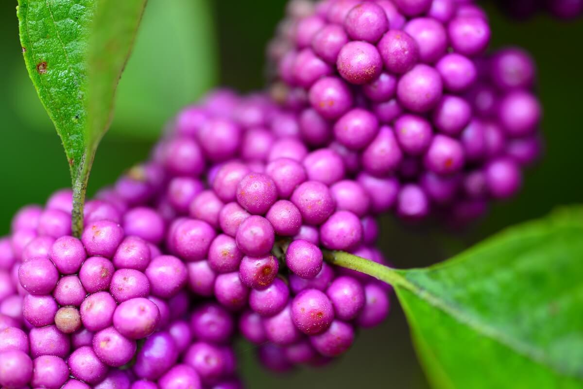 Callicarpa bodinieri Profusion, Beauty Berry Close Up