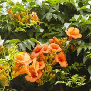 Campsis x tagliabuana Indian Summer