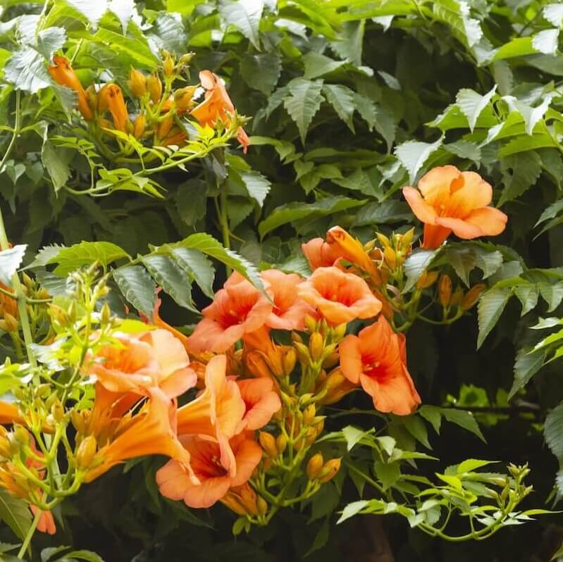 Campsis Indian Summer Flowering Cropped Campsis Indian Summer Flowering Cropped