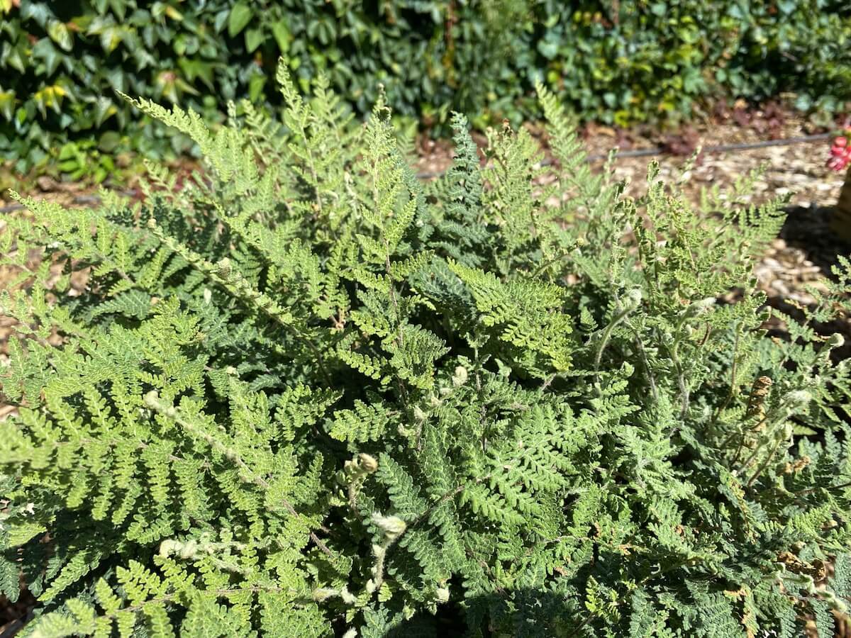 Cheilanthes lanosa - Hairy Lip Fern