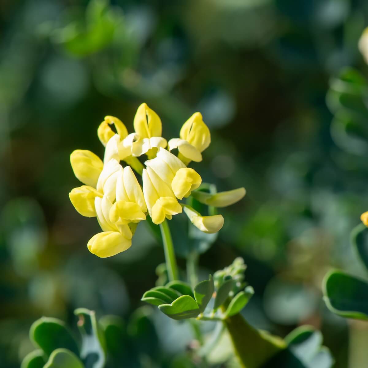 Coronilla glauca Citrina Flowers Close Up Coronilla glauca Citrina Flowers Close Up