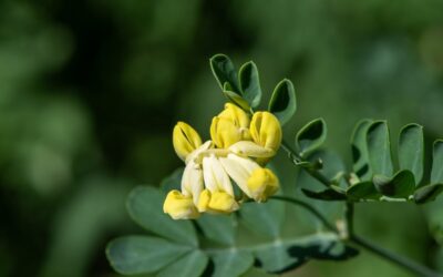 Coronilla glauca Citrina