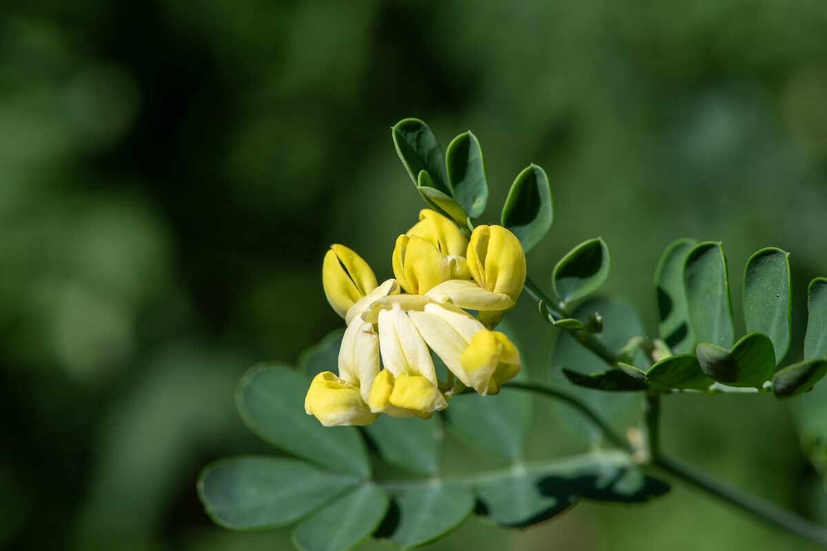Coronilla glauca Citrina Flowers and Foliage Close Up Coronilla glauca Citrina Flowers and Foliage Close Up