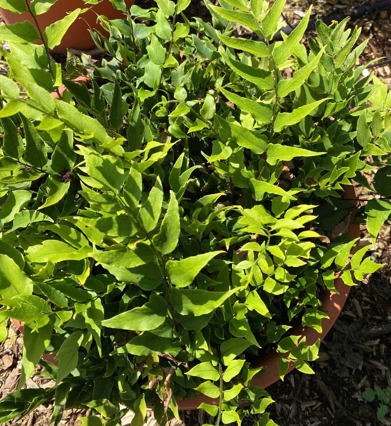 Cyrtomium fortunei Growing in a Pot Cyrtomium fortunei