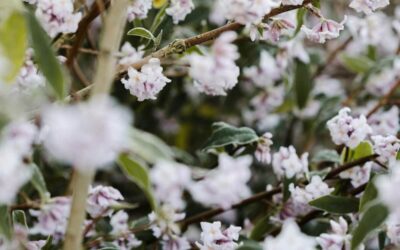 Daphne bholua Jacqueline Postill