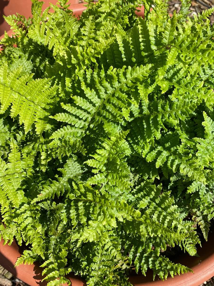 Dryopteris affinis Crispa - Scaly Male Fern