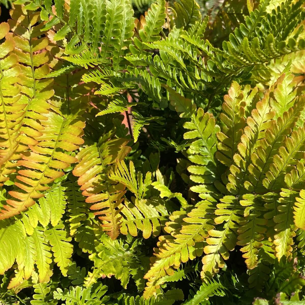 Dryopteris erythrosora Cropped Dryopteris erythrosora