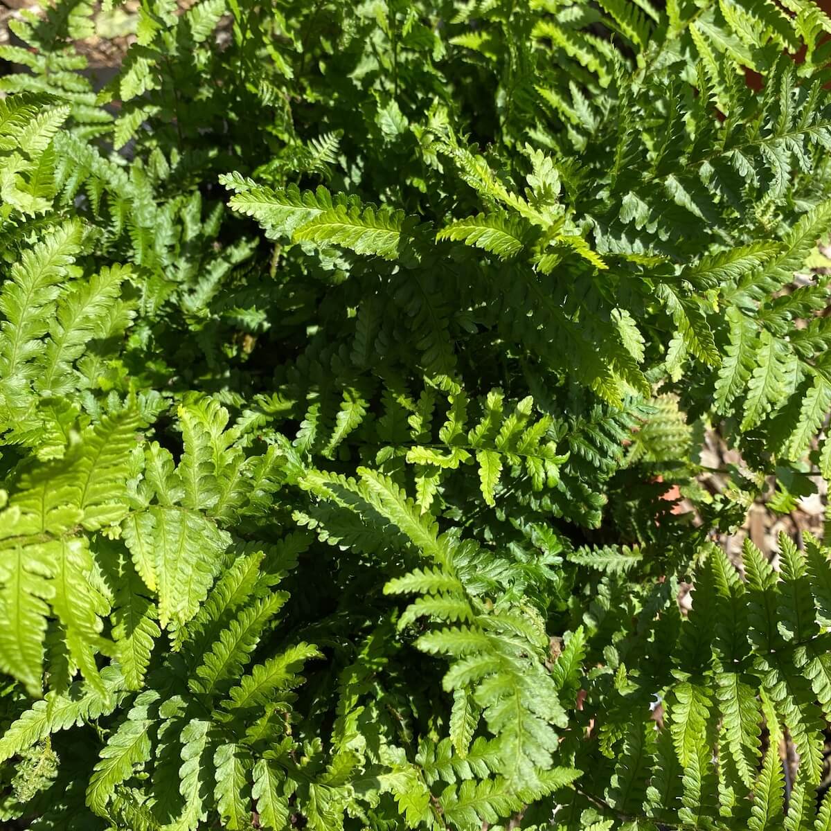 Dryopteris filix-mas Cropped Dryopteris filix-mas