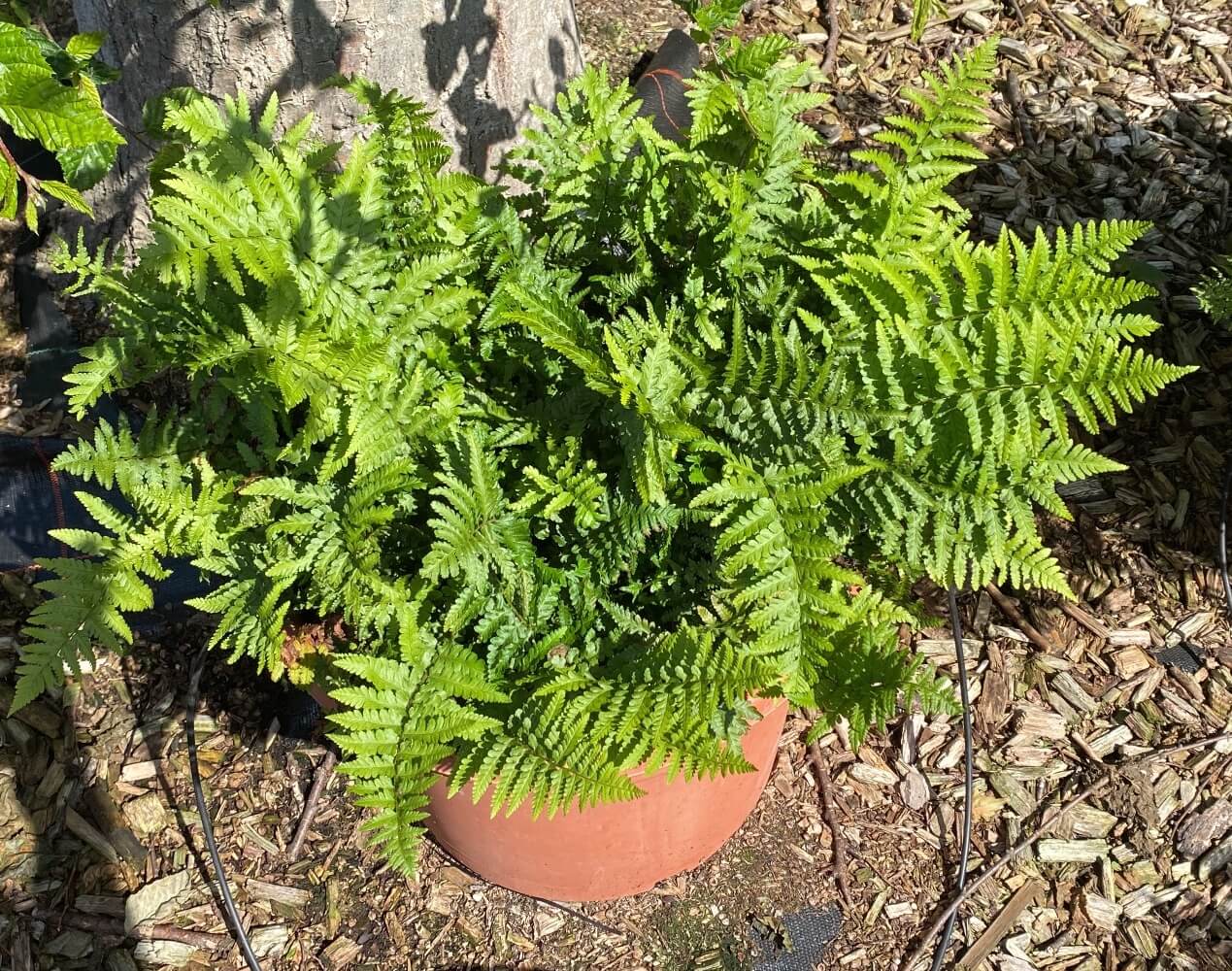 Dryopteris filix-mas Male Fern Growing in a Pot Dryopteris filix-mas