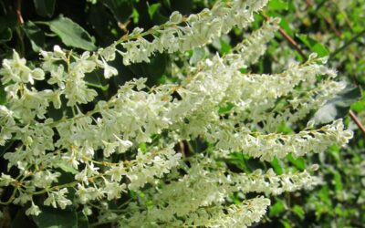Fallopia Baldschuanica – Russian Vine