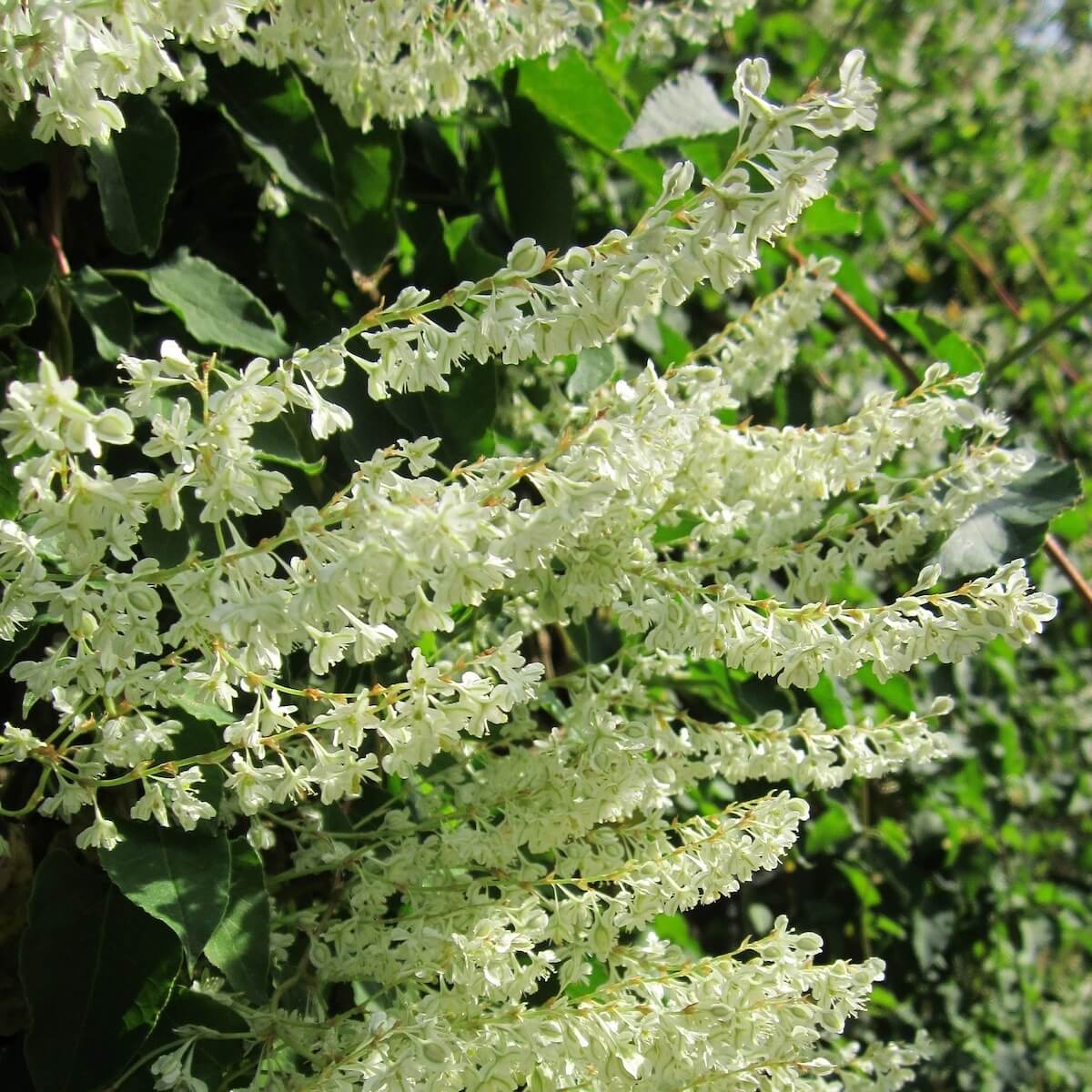 Fallopia baldschuanica Mass of Flowers Cropped Fallopia baldschuanica