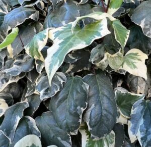 Hedera colchica Dentata Variegata