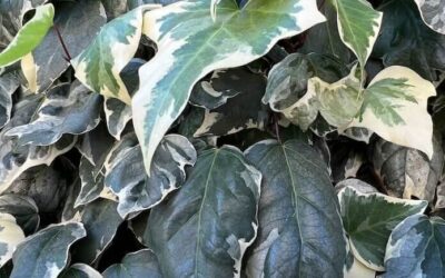 Hedera colchica Dentata Variegata