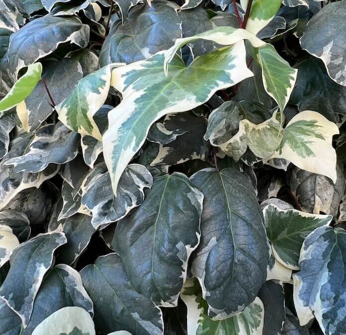 Hedera colchica Dentata Variegata Leaves Close Up Cropped Hedera colchica Dentata Variegata Leaves Close Up Cropped