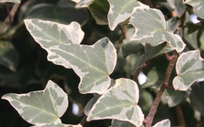 Hedera helix Glacier