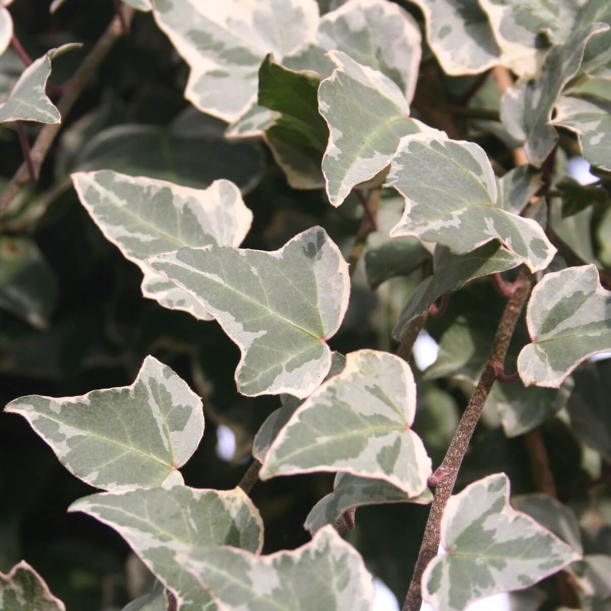 Hedera helix Glacier Leaves Close Up Cropped Hedera helix Glacier Leaves Close Up Cropped