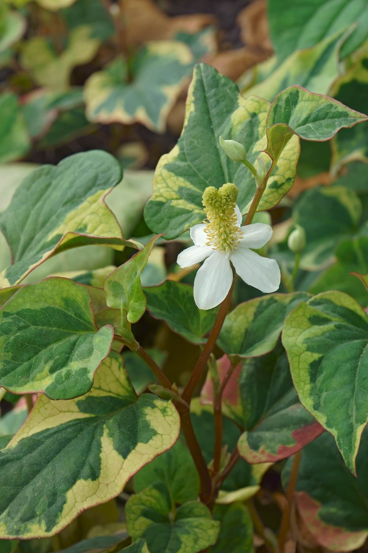 Houttuynia cordata Chameleon Tricoloured Leaves and Flowers Close Up Houttuynia cordata Chameleon Tricoloured Leaves and Flowers