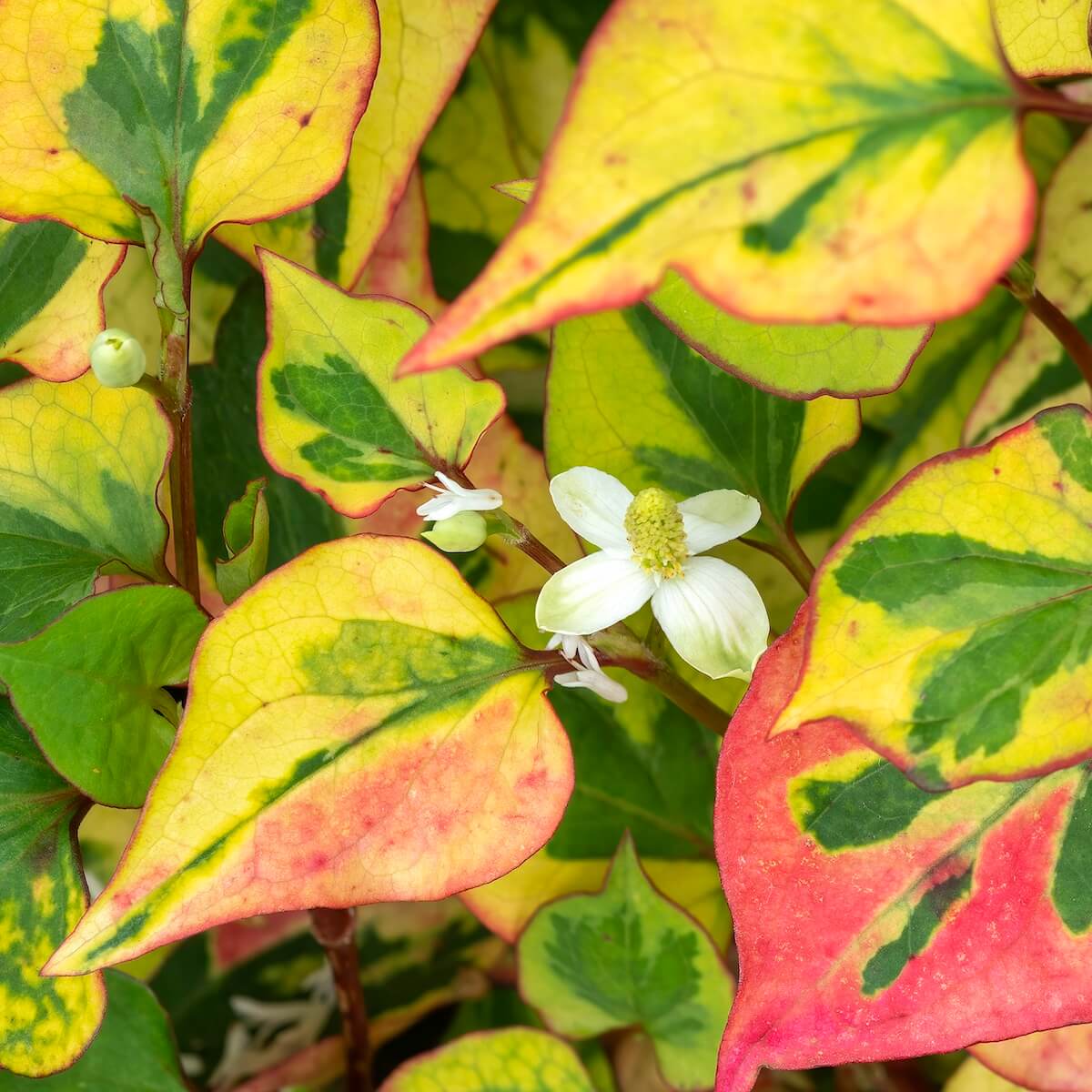 Houttuynia cordata Flame Leaves Showing Variegation Cropped Houttuynia Flame Leaves Showing Variegation