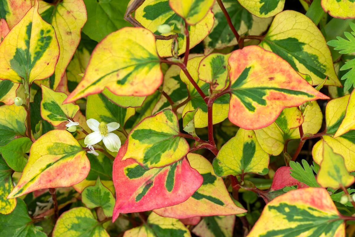 Houttuynia cordata Flame Leaves Showing Variegation Houttuynia Flame Leaves Showing Variegation