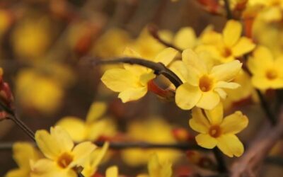 Jasminum nudiflorum: Winter Jasmine