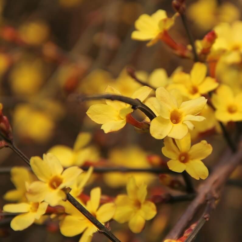 Jasminum nudiflorum Flowering Yellow Flowers Cropped Jasminum nudiflorum Flowering Yellow Flowers