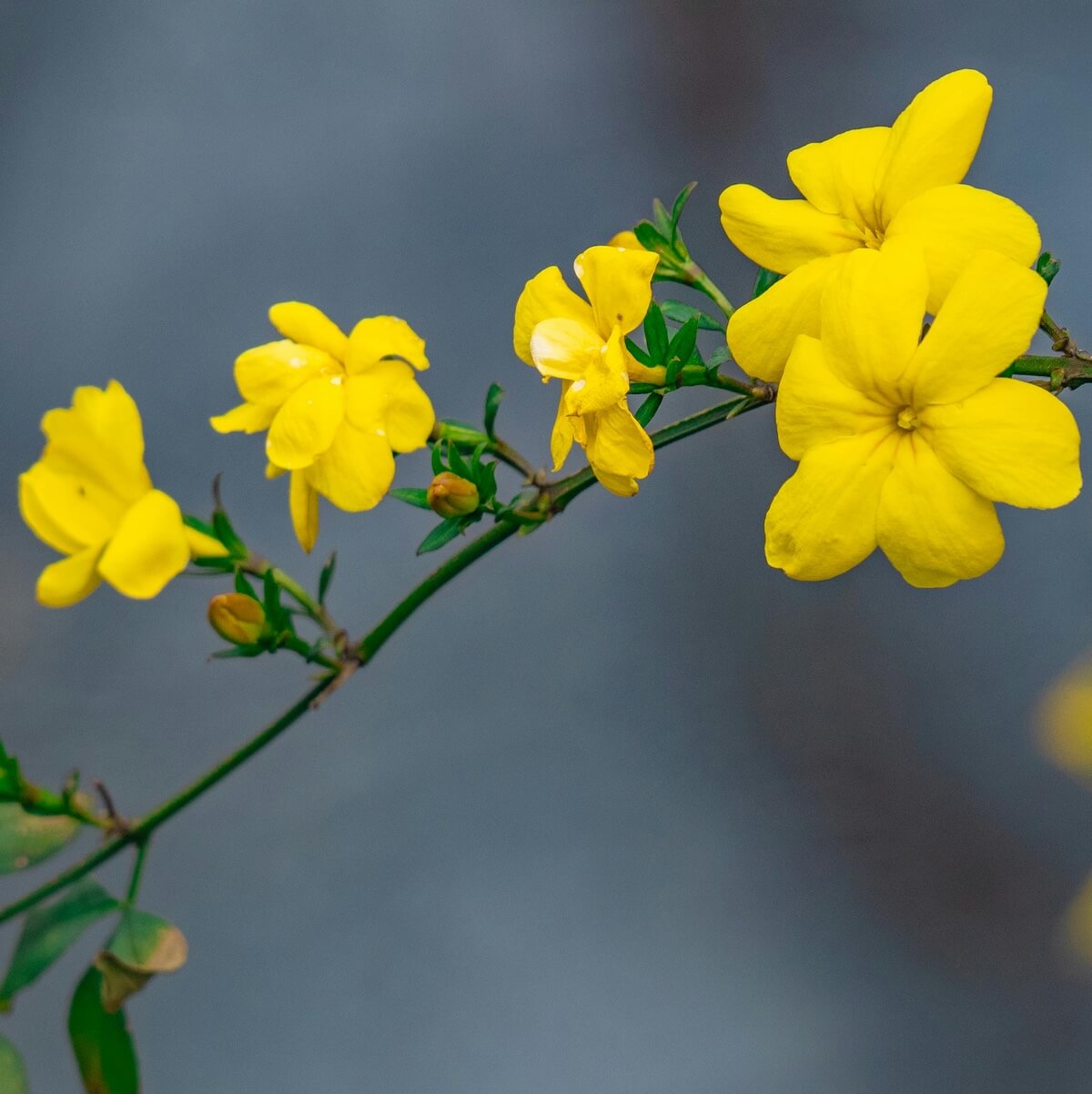 Jasminum nudiflorum Winter Flowering Jasmine Flowers Cropped Jasminum nudiflorum Winter Flowering Jasmine Flowers