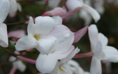 Jasminum officinale