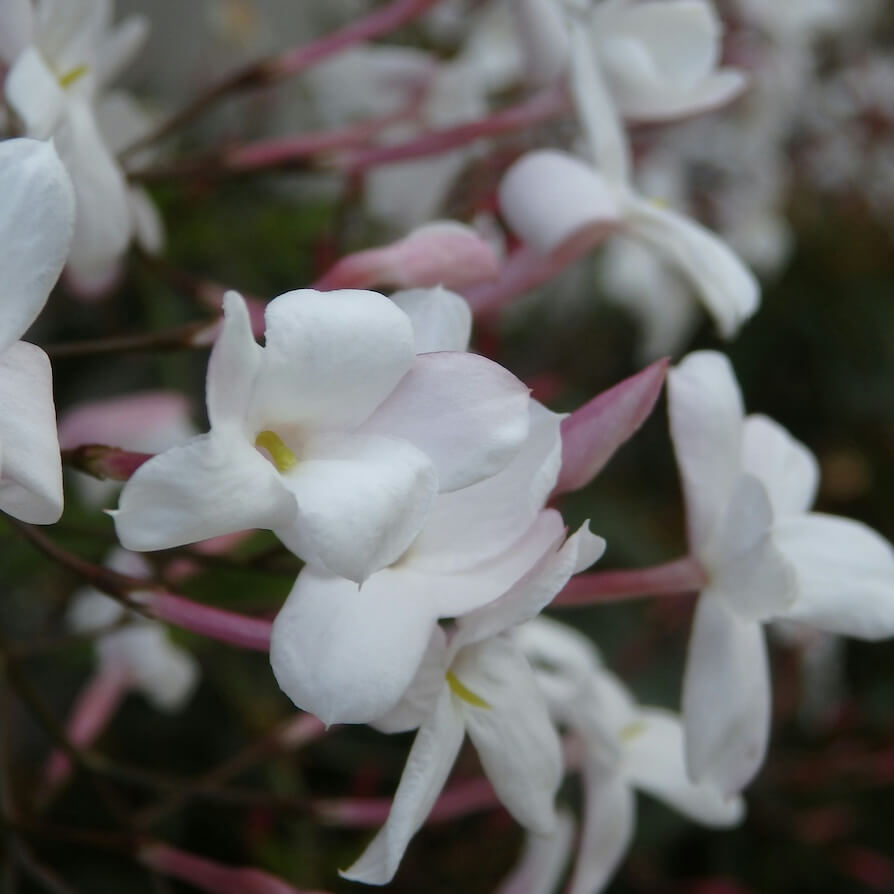 Jasminum officinale Scented White Flowers Close Up Cropped Jasminum officinale Scented White Flowers