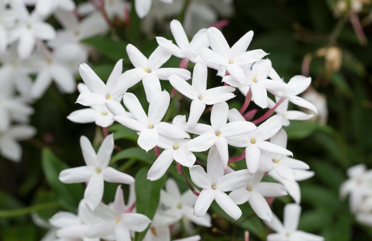 Jasminum officinalie White Flowers Close Up Jasminum officinalie White Flowers Close Up