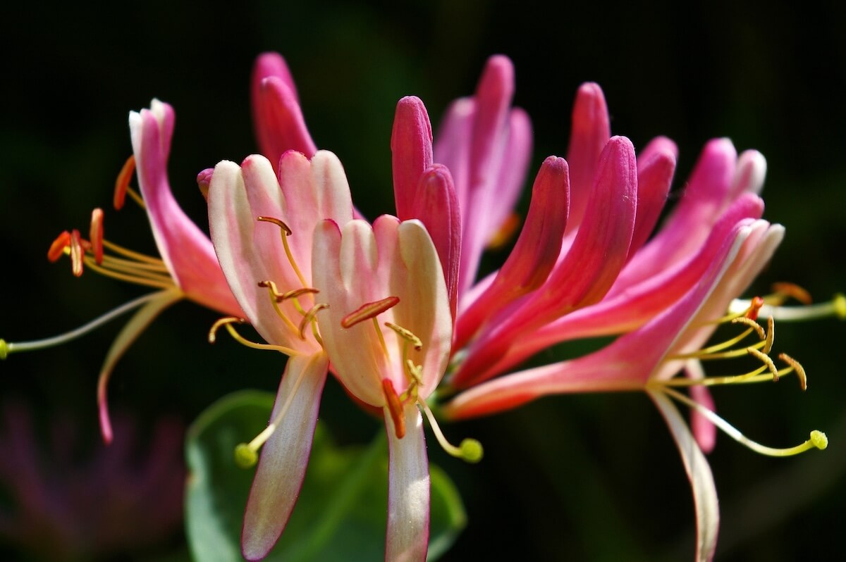 Lonicera Belgica Flower Very Close Up Lonicera periclymenum Belgica Flower Very Close Up